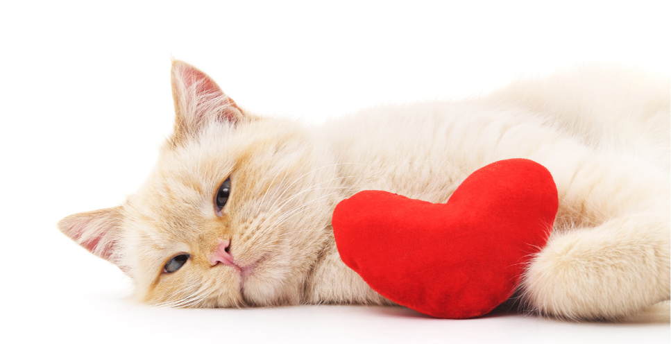 Kardiomiopatia przerostowa u kota (HCM) - cichy zabójca domowych drapieżników