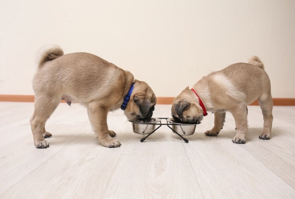 Ile karmy dla szczeniaka? Sprawdź prawidłowe dawkowanie posiłku