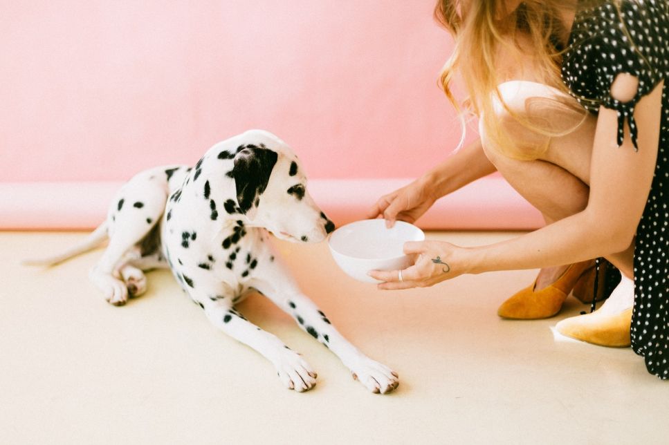 Jaka kasza dla psa? Rozwiewamy wątpliwości czy pies może jeść kaszę!