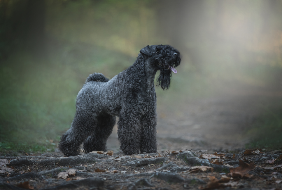 Kerry blue terrier (irlandzki niebieski terier) - encyklopedia ras psów