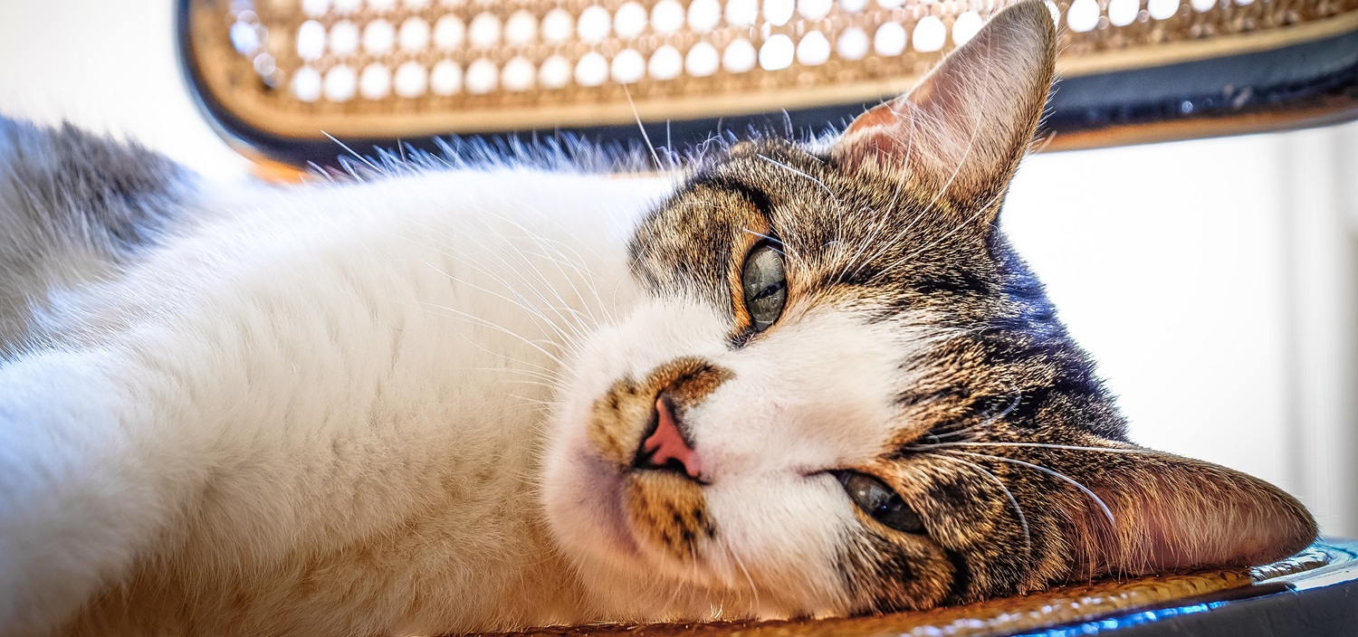 Źródło: Freepik