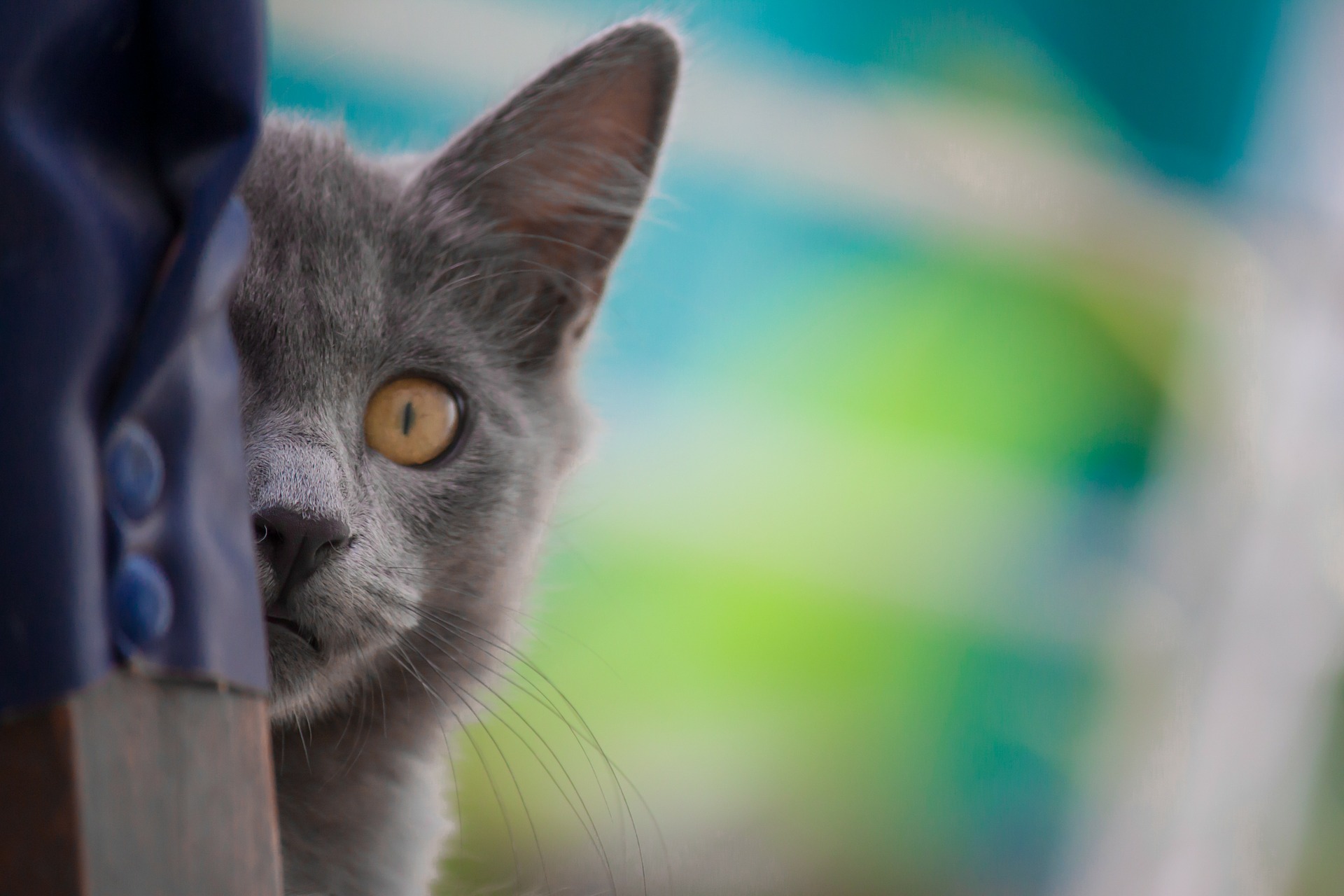 Jak rozpoznać zapalenie pęcherza u kota? Jak je leczyć i jak mu zapobiegać?