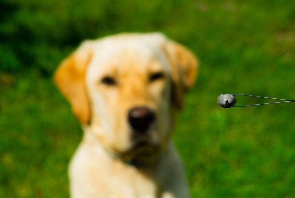 Kleszczowe zapalenie mózgu u psa i kota – objawy, rokowania