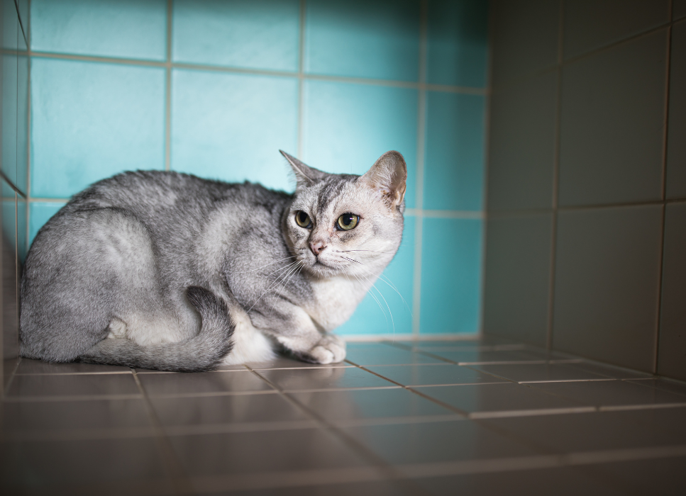 Panleukopenia kotów (koci tyfus) - choroba wirusowa kotów, która sieje spustoszenie