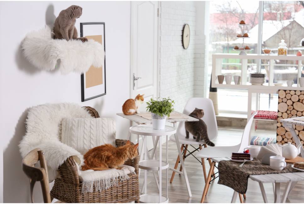 Kocie kawiarnie - na czym polega ich fenomen?