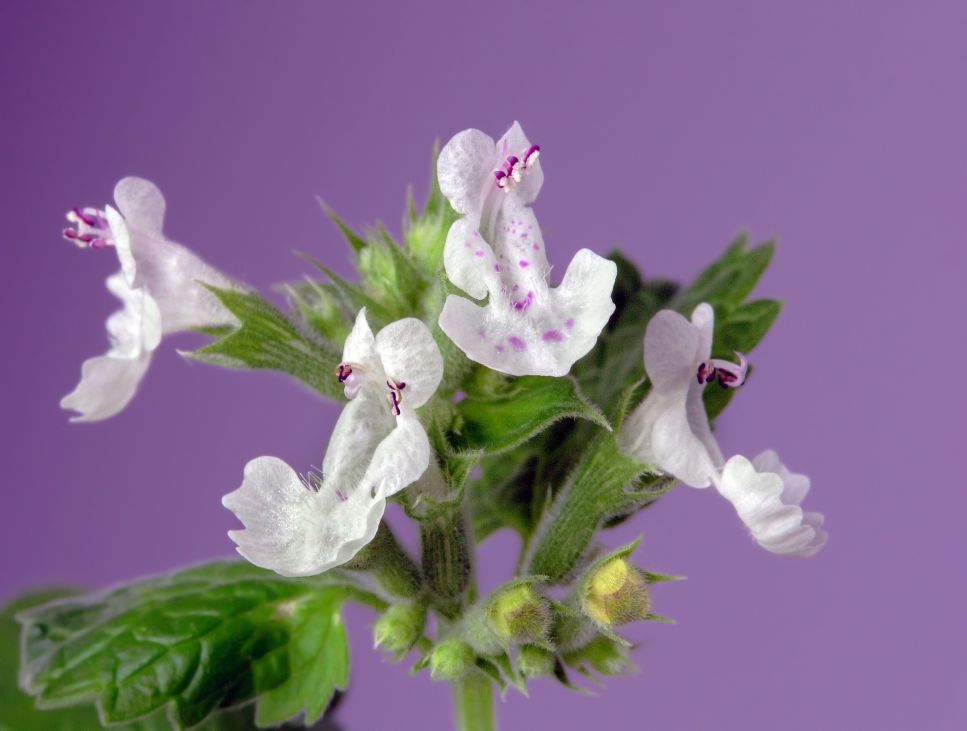 Czy można uprawiać kocimiętkę właściwą na balkonie?