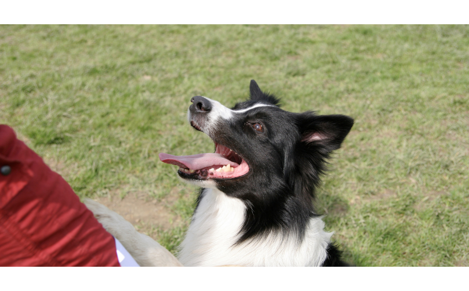 Praktyczne rady jak nauczyć psa prosić