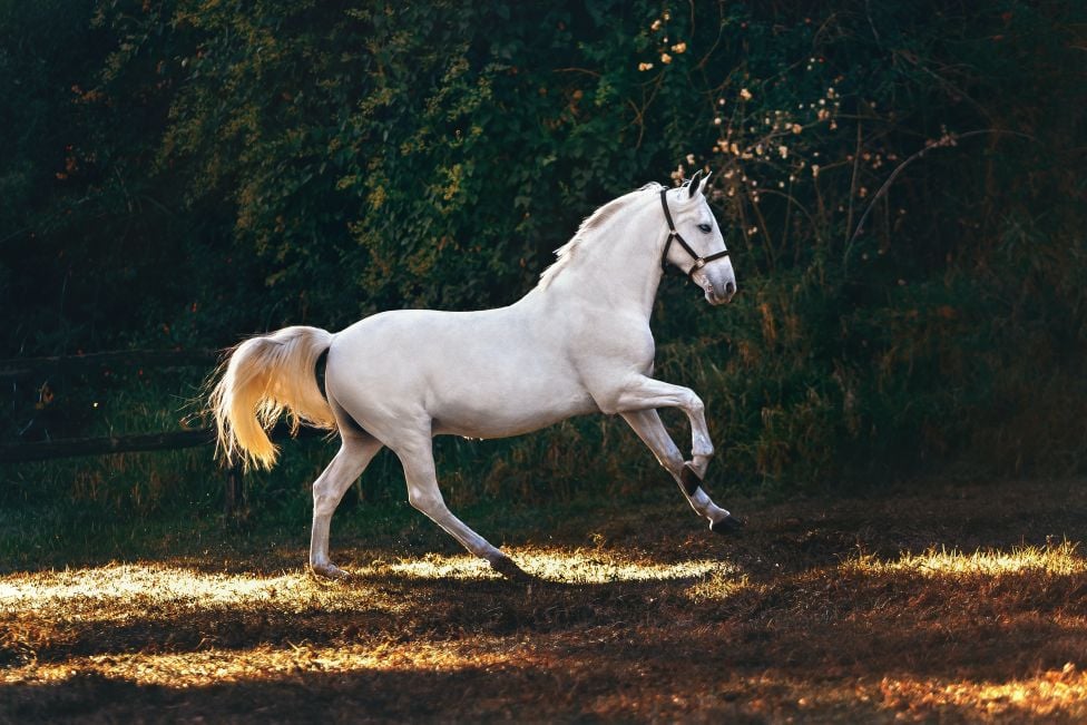 Koń andaluzyjski (Andalusian horse) – najważniejsze informacje o rasie