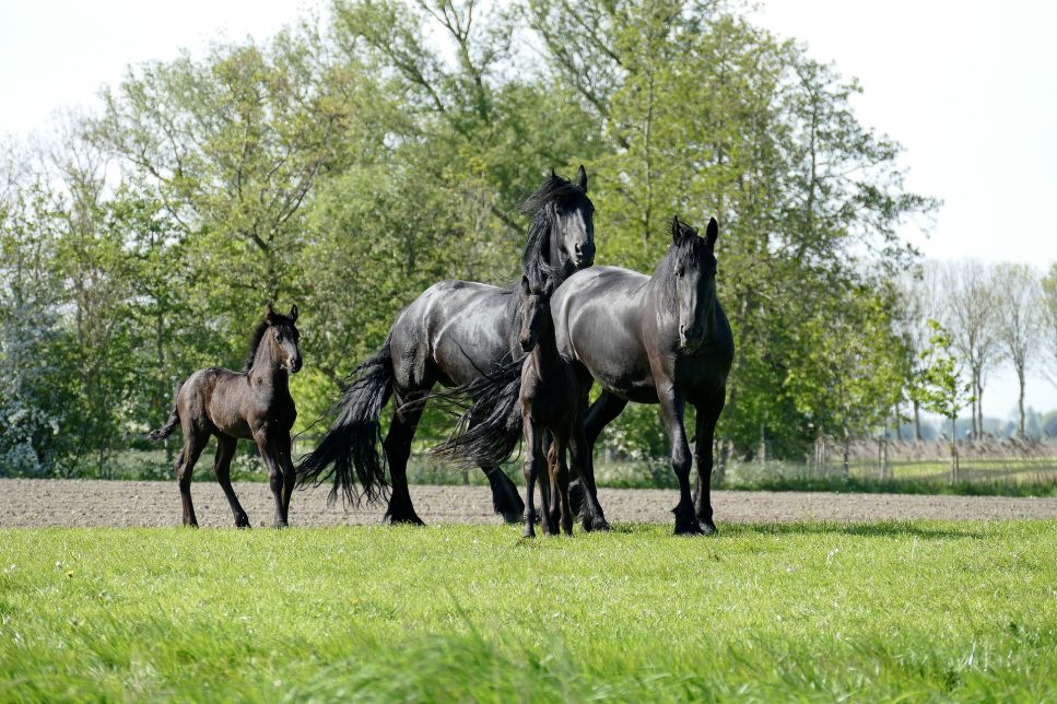 Koń fryzyjski (Friesian horse) – najważniejsze informacje o rasie