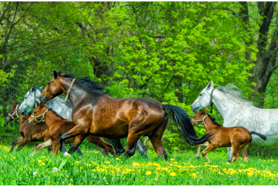 Jaki jest koń gorącokrwisty? Opis i najpopularniejsze rasy
