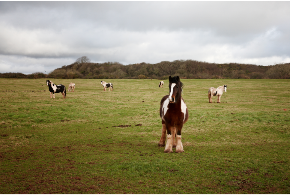 Koń rasy Shire (shire horse) – najważniejsze informacje o rasie