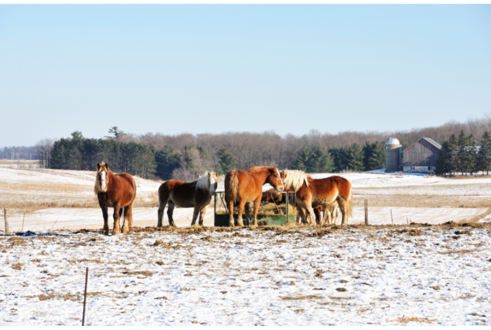 Poznaj rasy i wyjątkowe cechy koni zimnokrwistych