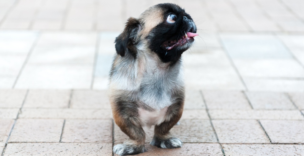 Jaki to jest najbrzydszy pies świata?