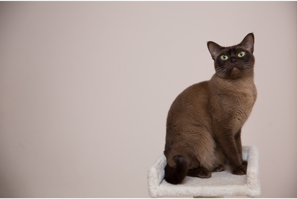 Kot burmski (burmese cat) - Encyklopedia kotów
