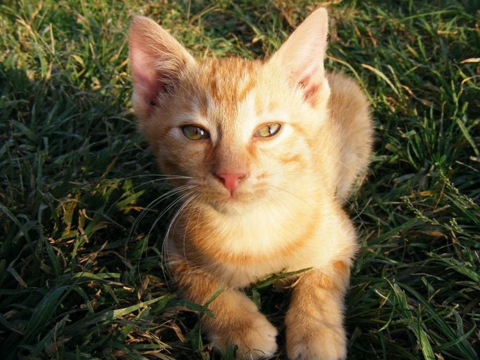 Kot cejloński (Ceylon cat) - najważniejsze informacje o rasie