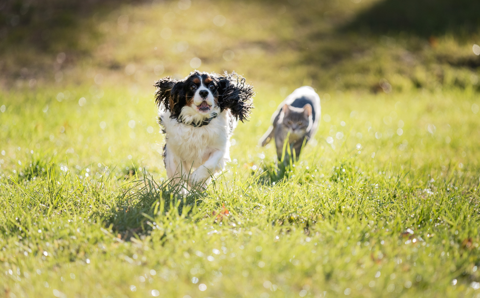 Jak oduczyć psa gonienia kota?