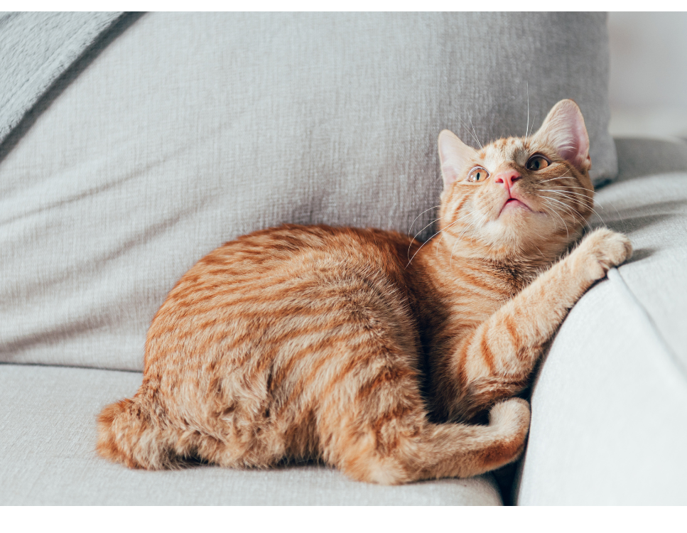 Koty manks (manx cat) – poznaj kolejną rasę bez ogona! Encyklopedia kotów