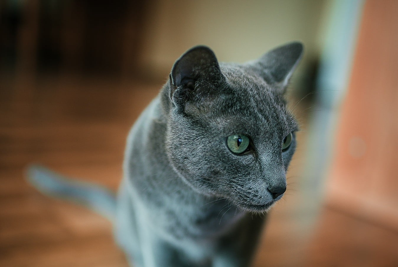 Encyklopedia kotów: kot rasy rosyjskiej niebieskiej (Russian blue cat)