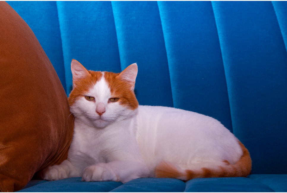 Turecki van, czyli kot z rudymi łatami - Encyklopedia ras kotów