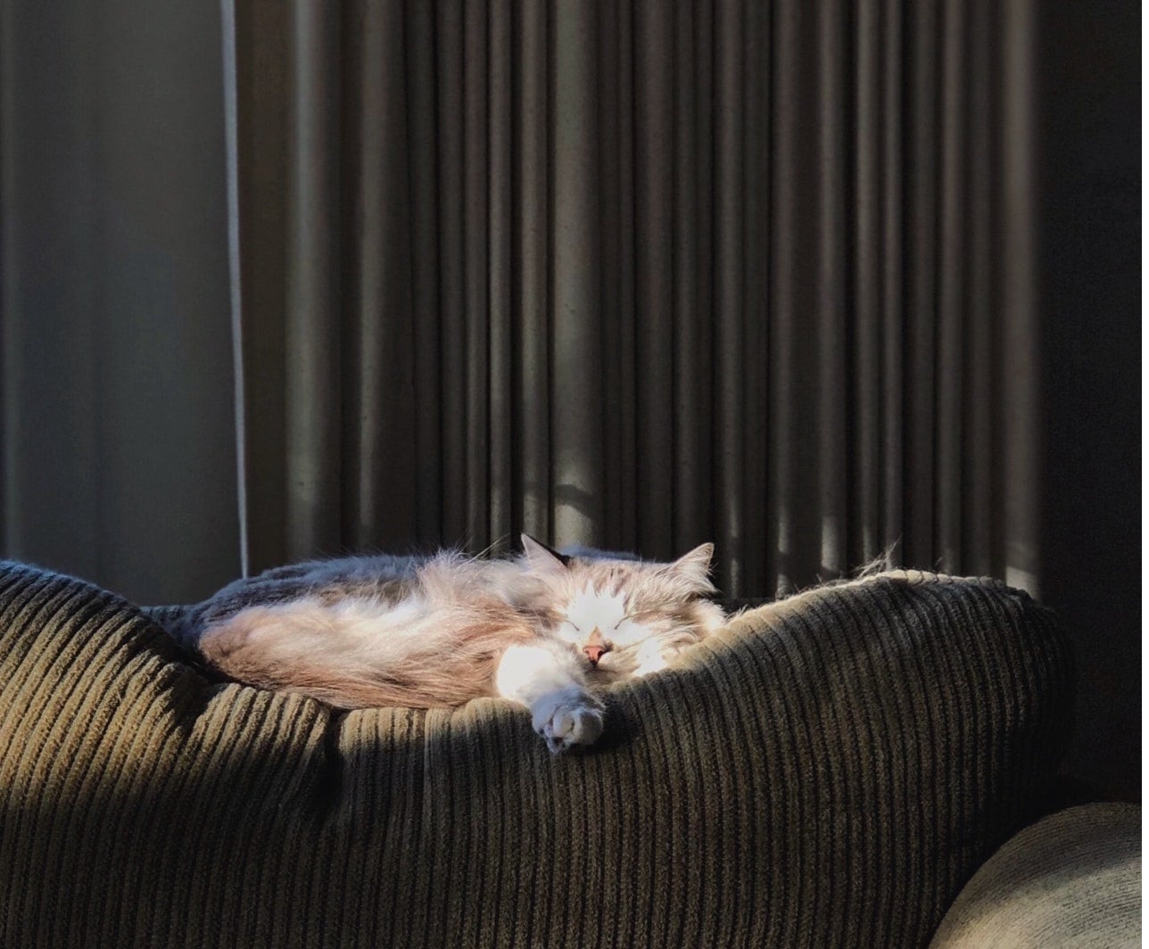 Kot syberyjski neva masquerade – najważniejsze informacje o rasie