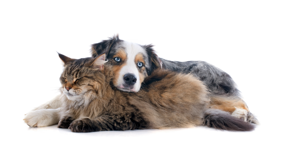 Kotopies - co to za rasa?