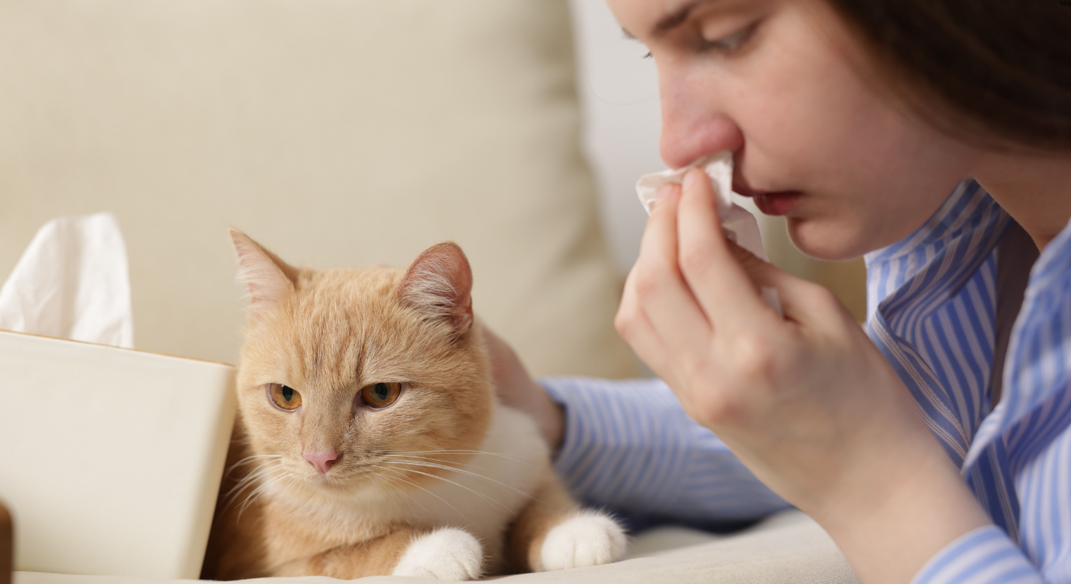 Koty dla alergików: fakty i mity. Jaką rasę wybrać?