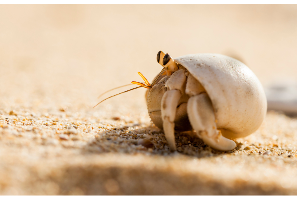 Krab pustelnik - król mody wśród skorupiaków