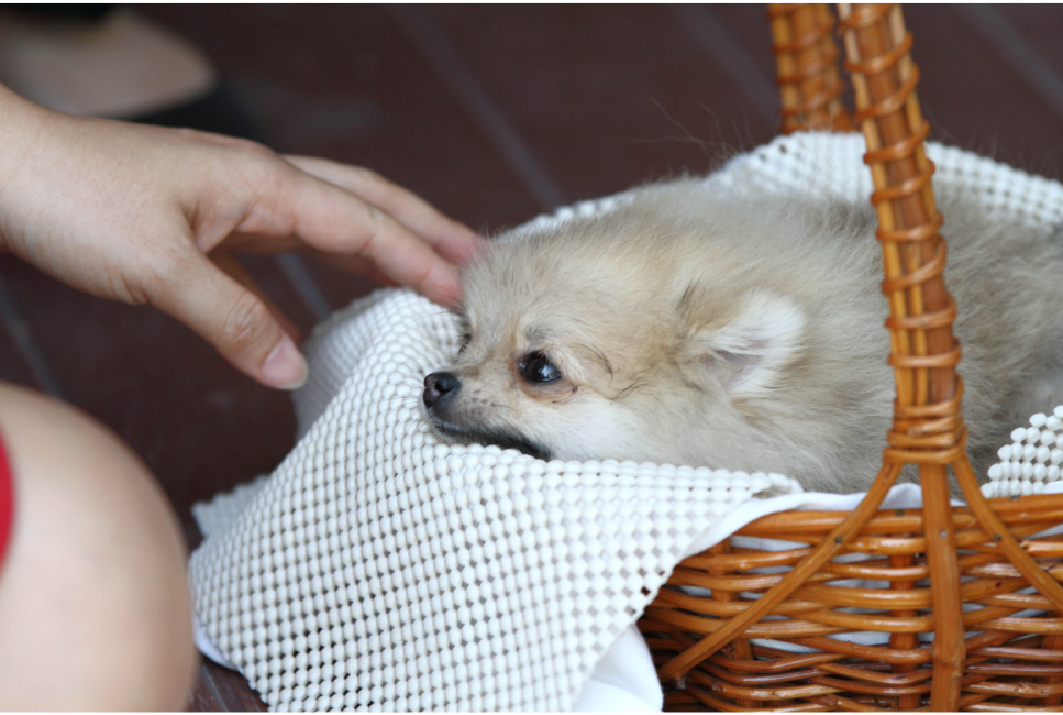 Krew w kale u psa - co robić?