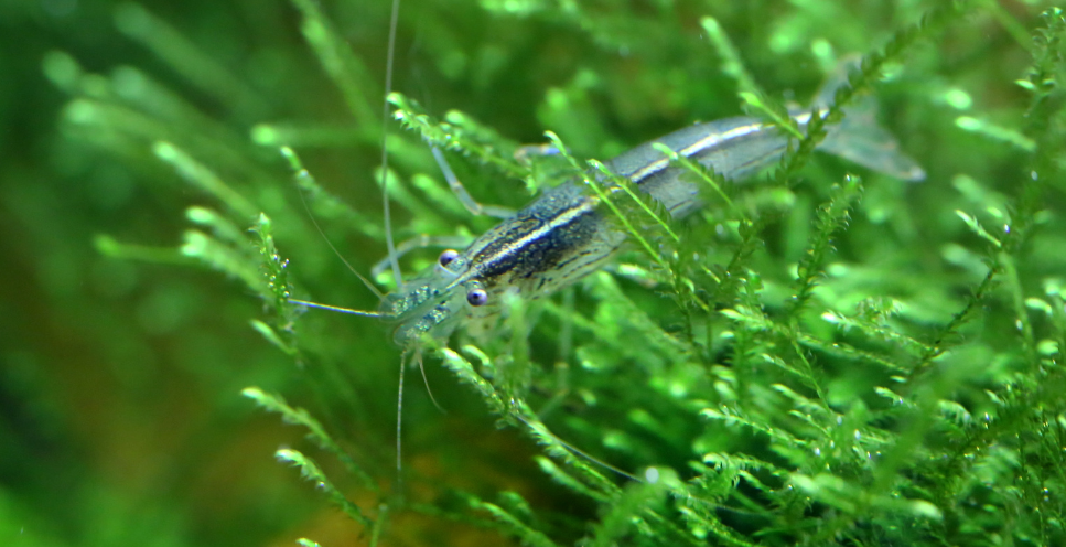 Krewetki amano - najważniejsze informacje