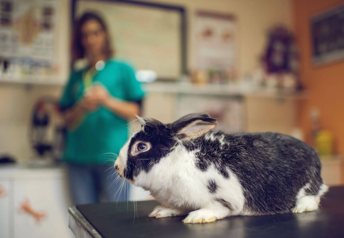 Czego nie powinien jeść królik miniaturka?