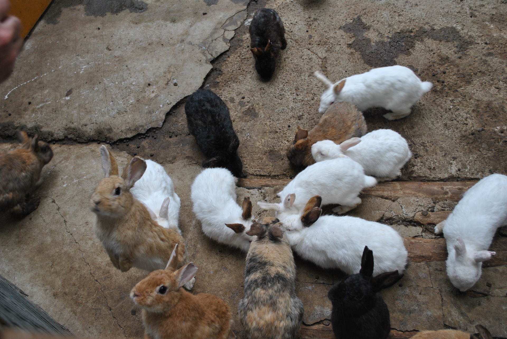 Ile żyją króliki miniaturki? Jak się przekłada wiek królika na ludzkie lata?