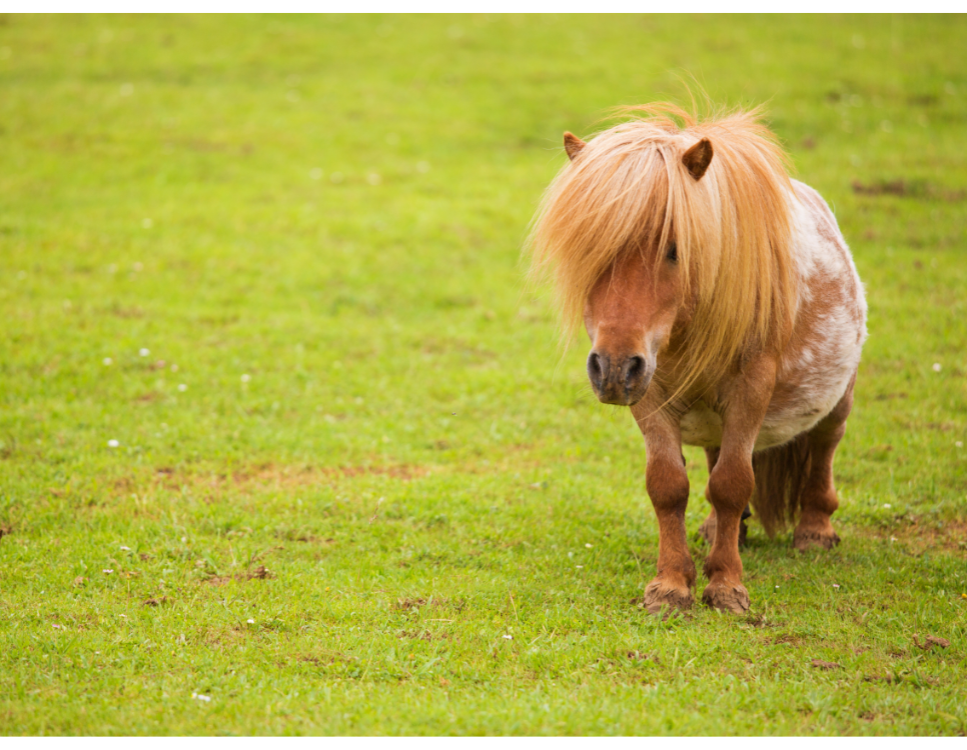 Kuce szetlandzkie - opis najmniejszej rasy koni