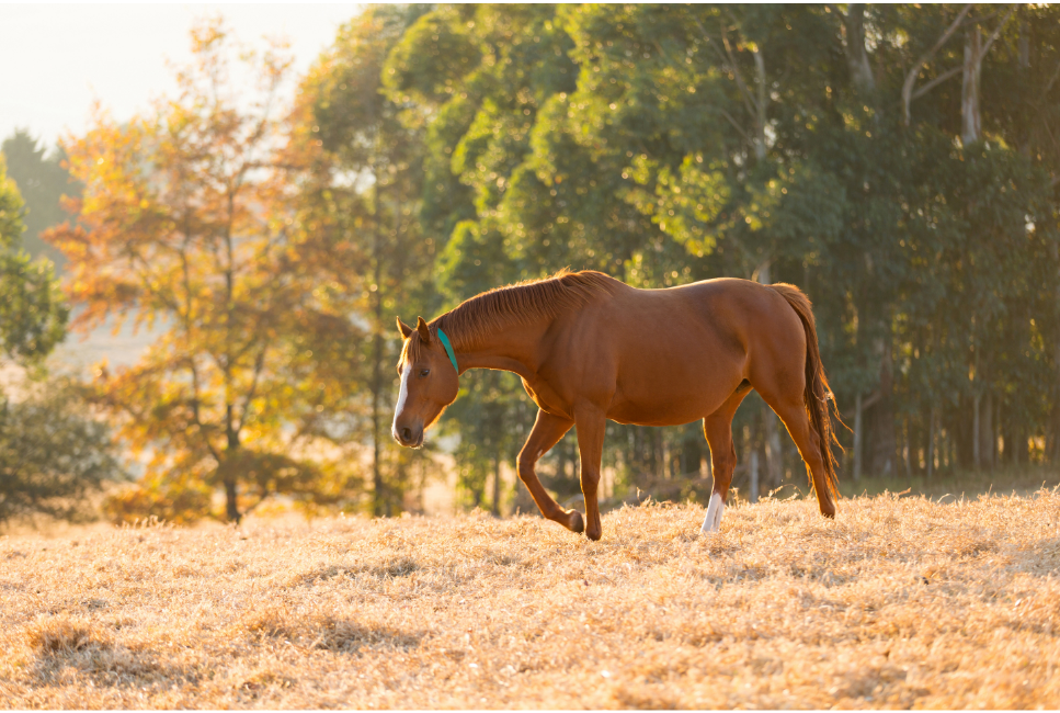 Koń wielkopolski – najważniejsze informacje o rasie