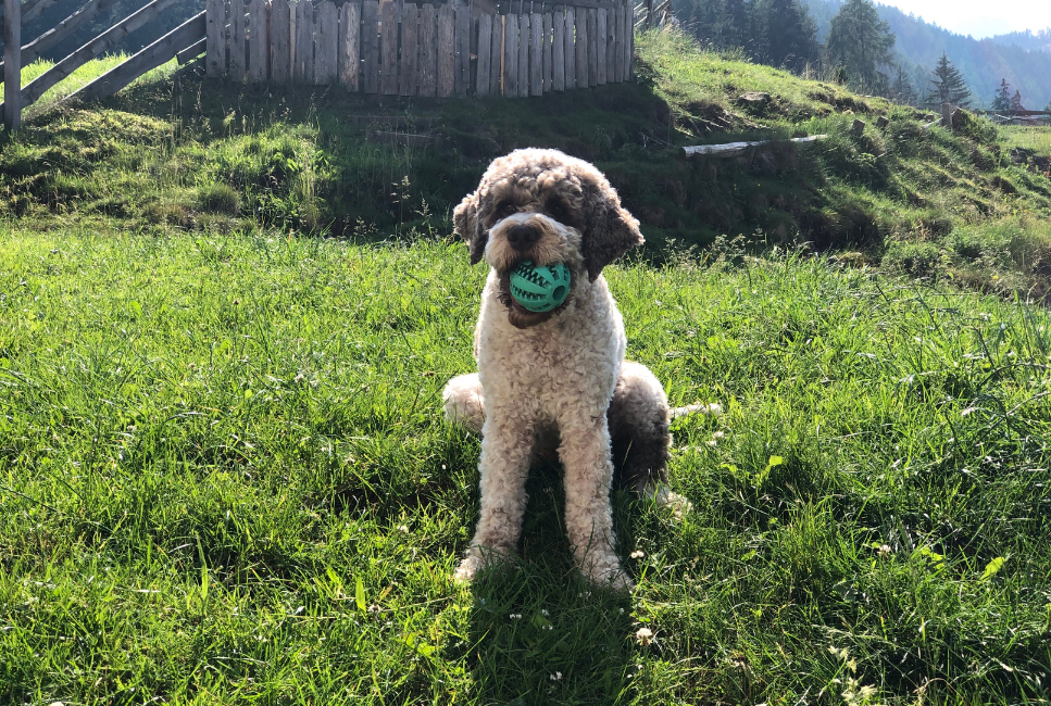 Lagotto romagnolo (włoski pies dowodny) - encyklopedia psów