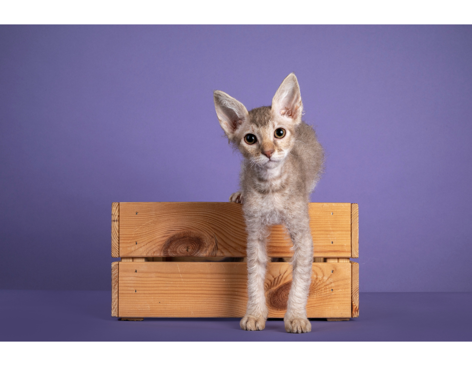 Koty rasy LaPerm – najważniejsze informacje o rasie