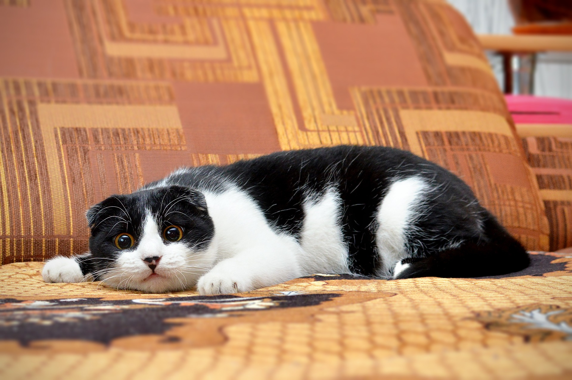 Laser dla kota, czy jest to bezpieczna zabawa z kotem?