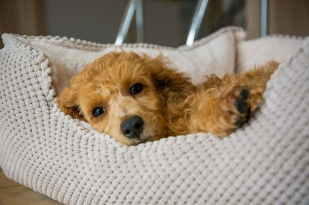 Blue młodsza siostra Boro Springer radzi jak dobrać wyprawkę dla szczeniąt