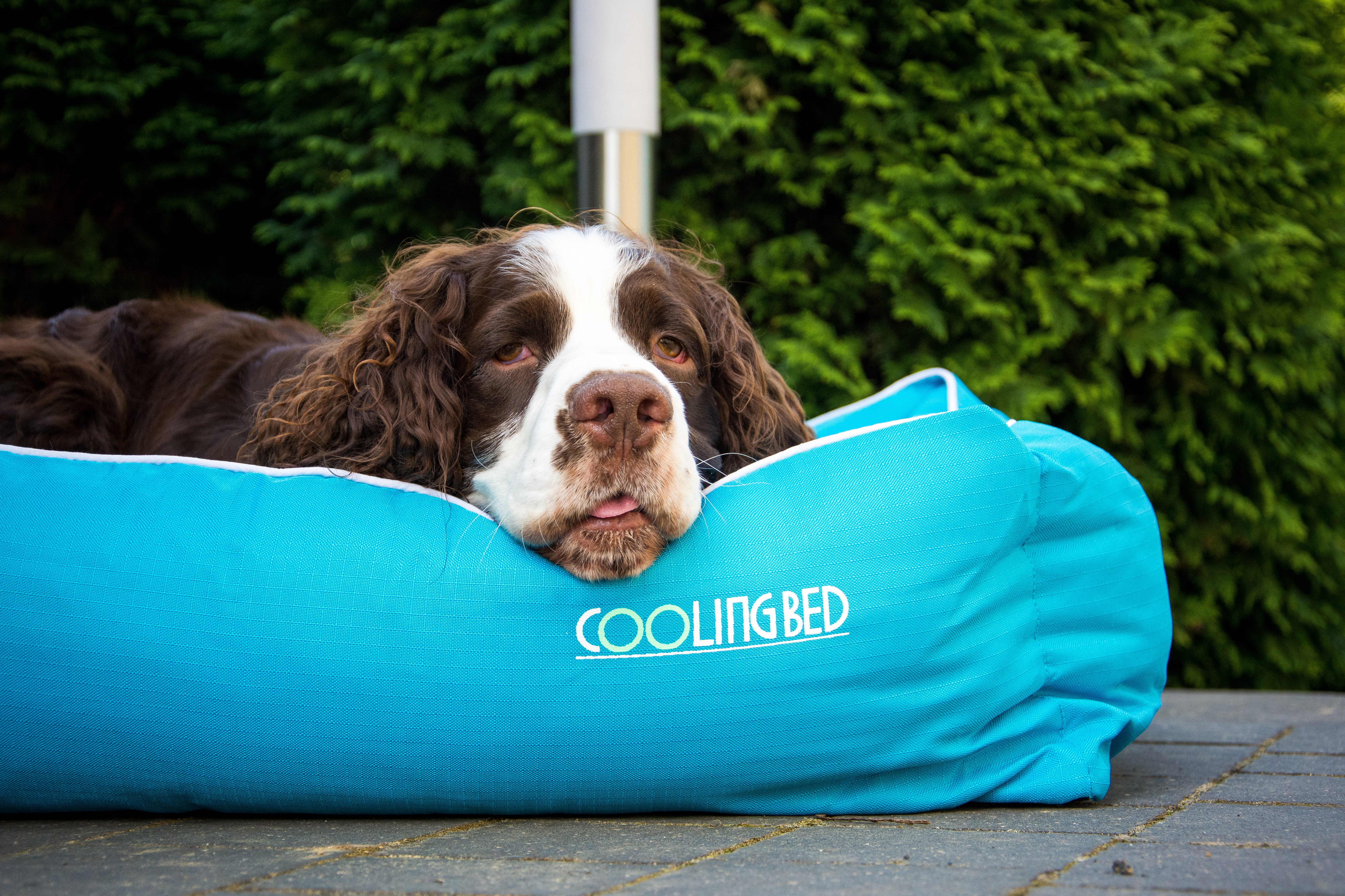 Akcesoria chłodzące dla psa - jak przetrwać z psem upalne lato?