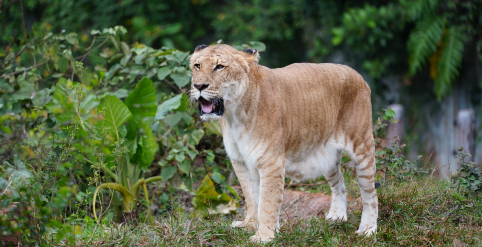 Legrys (lygrys) - krzyżówka wielkich kotów