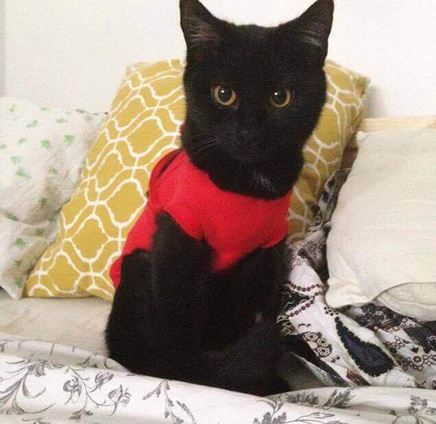 Moja Historia Adopcji - cz. 2 Kocie Tymczasy