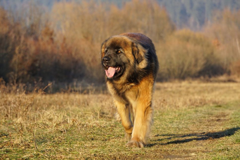 Leonberger – najważniejsze informacje o rasie. Encyklopedia psów