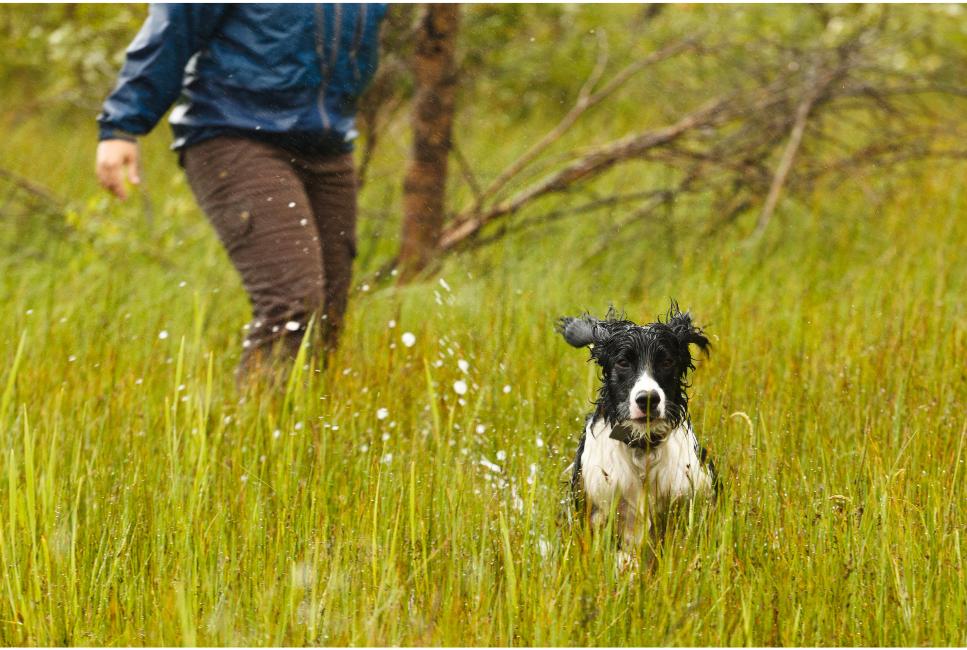 Leptospiroza u psa (choroba stuttgarcka, zespół Weila) - co to za choroba?