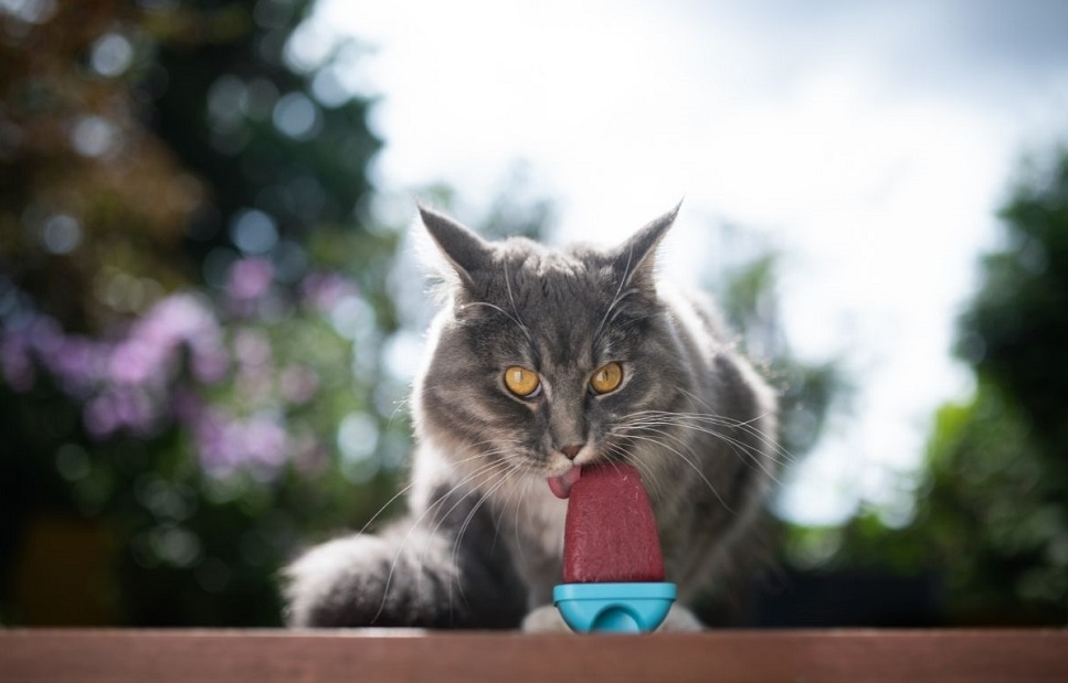 Czy kot może jeść lody w upalne dni?