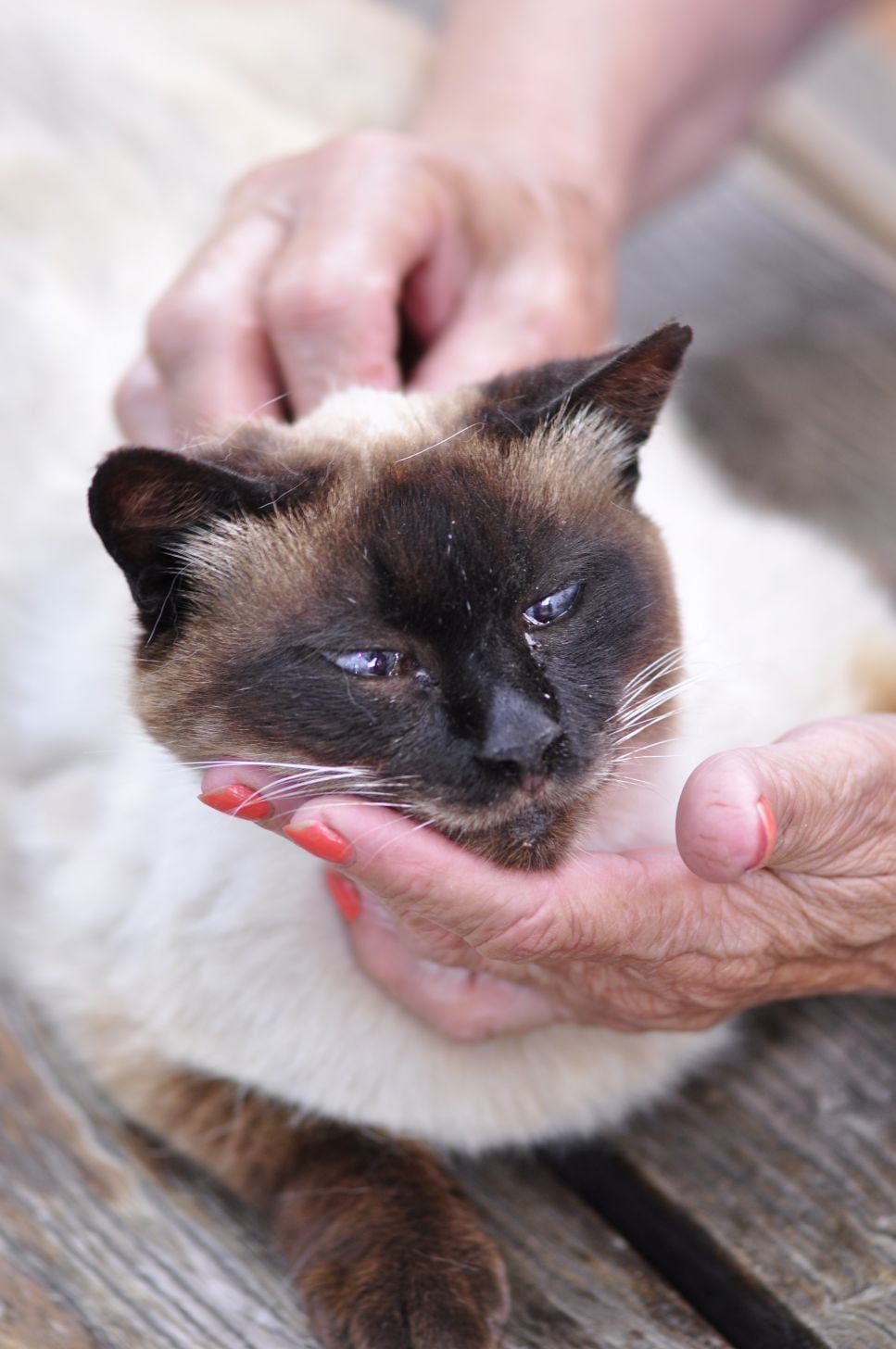 Jak rozpoznać łupież u kota? Sprawdź skąd się bierze koci łupież