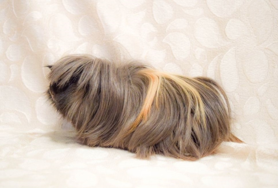 Łupież u świnki morskiej