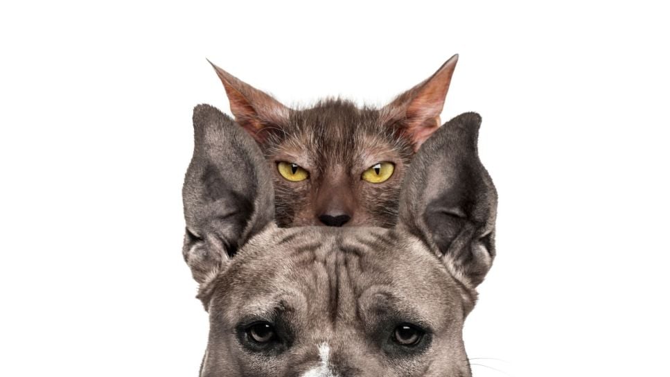 Lykoi, czyli kot wilkołak (Lykoi cat) – Encyklopedia kotów