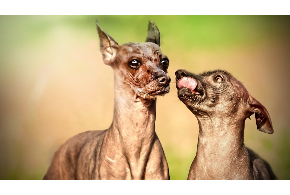 Jaka jest rasa psa bez sierści? Poznaj topowe łyse psy!