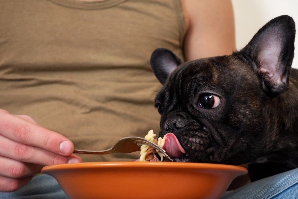 Czy pies może jeść makaron?