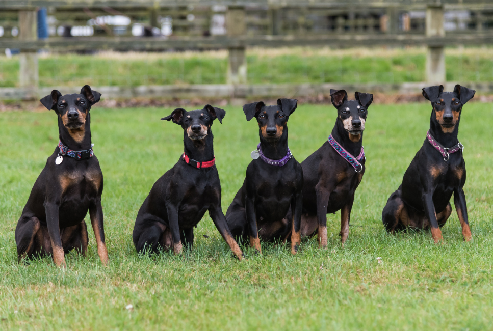 Manchester terrier - encyklopedia psów