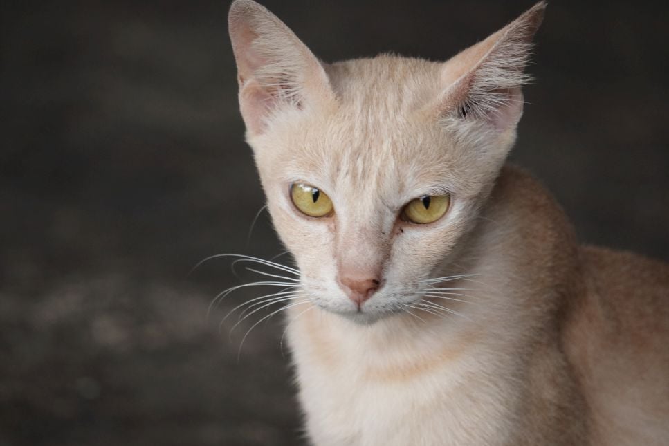 Kot jawajski (Javanese cat) - Encyklopedia ras kotów